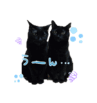 ねこちゃんたち。（個別スタンプ：2）
