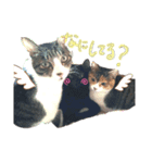 ねこちゃんたち。（個別スタンプ：5）