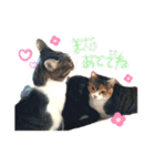 ねこちゃんたち。（個別スタンプ：6）