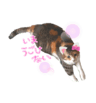 ねこちゃんたち。（個別スタンプ：7）