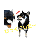 くるみのくぅちゃんスタンプ（個別スタンプ：13）