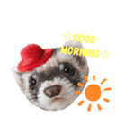 フェレットぽてと☆ferret☆（個別スタンプ：1）