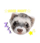 フェレットぽてと☆ferret☆（個別スタンプ：2）
