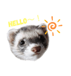 フェレットぽてと☆ferret☆（個別スタンプ：3）