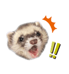 フェレットぽてと☆ferret☆（個別スタンプ：5）
