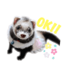 フェレットぽてと☆ferret☆（個別スタンプ：6）