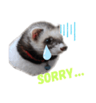 フェレットぽてと☆ferret☆（個別スタンプ：8）