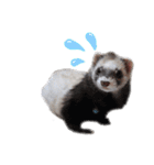 フェレットぽてと☆ferret☆（個別スタンプ：9）