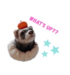 フェレットぽてと☆ferret☆（個別スタンプ：10）