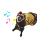 フェレットぽてと☆ferret☆（個別スタンプ：11）