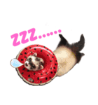 フェレットぽてと☆ferret☆（個別スタンプ：12）