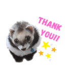 フェレットぽてと☆ferret☆（個別スタンプ：13）