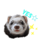 フェレットぽてと☆ferret☆（個別スタンプ：14）