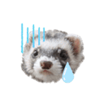 フェレットぽてと☆ferret☆（個別スタンプ：15）