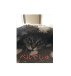 ベル＆ミー＆ポー（個別スタンプ：1）