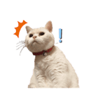 にゃたお②（個別スタンプ：1）