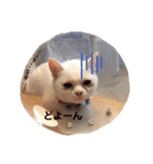 にゃたお②（個別スタンプ：2）
