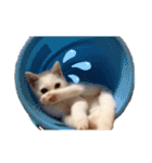 にゃたお②（個別スタンプ：3）
