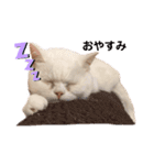 にゃたお②（個別スタンプ：7）
