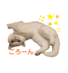 にゃたお②（個別スタンプ：8）
