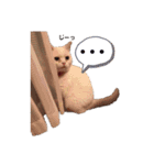 にゃたお②（個別スタンプ：10）