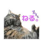 マンチカン（タロ助）の日常①（個別スタンプ：2）