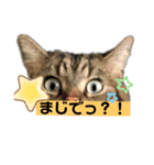 マンチカン（タロ助）の日常①（個別スタンプ：3）