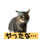 マンチカン（タロ助）の日常①（個別スタンプ：4）