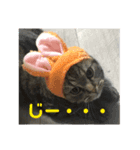 マンチカン（タロ助）の日常①（個別スタンプ：6）