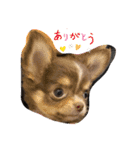 ウチのcocoa（個別スタンプ：1）