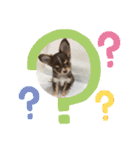 ウチのcocoa（個別スタンプ：2）