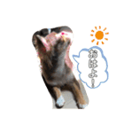 ウチのcocoa（個別スタンプ：4）