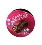 ウチのcocoa（個別スタンプ：5）