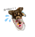 ウチのcocoa（個別スタンプ：7）