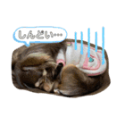 ウチのcocoa（個別スタンプ：10）