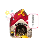 ウチのcocoa（個別スタンプ：11）