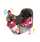 ウチのcocoa（個別スタンプ：12）