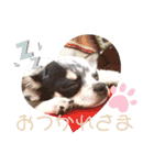 ずちゃんぷ。（個別スタンプ：1）