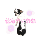 ずちゃんぷ。（個別スタンプ：6）