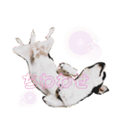 ずちゃんぷ。（個別スタンプ：7）