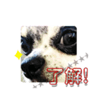 ずちゃんぷ。（個別スタンプ：13）