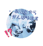 ずちゃんぷ。（個別スタンプ：17）