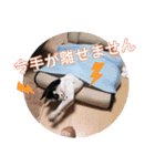 ずちゃんぷ。（個別スタンプ：19）