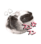 ずちゃんぷ。（個別スタンプ：20）