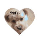 愛犬らてちゃん2（個別スタンプ：1）
