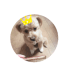 愛犬らてちゃん2（個別スタンプ：3）