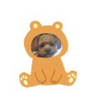 愛犬らてちゃん2（個別スタンプ：4）