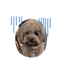 愛犬らてちゃん2（個別スタンプ：11）