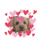 愛犬らてちゃん2（個別スタンプ：14）