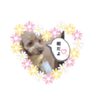 愛犬らてちゃん2（個別スタンプ：15）